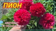 Пион "ARISTOCRAT"/Сад Ворошиловой