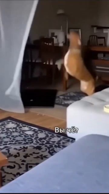 Когда кошку и собаку оставил дома одних.