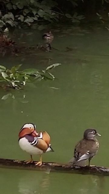 🦆Утки-мандаринки на зимовке в китайской провинции Гуйчжоу