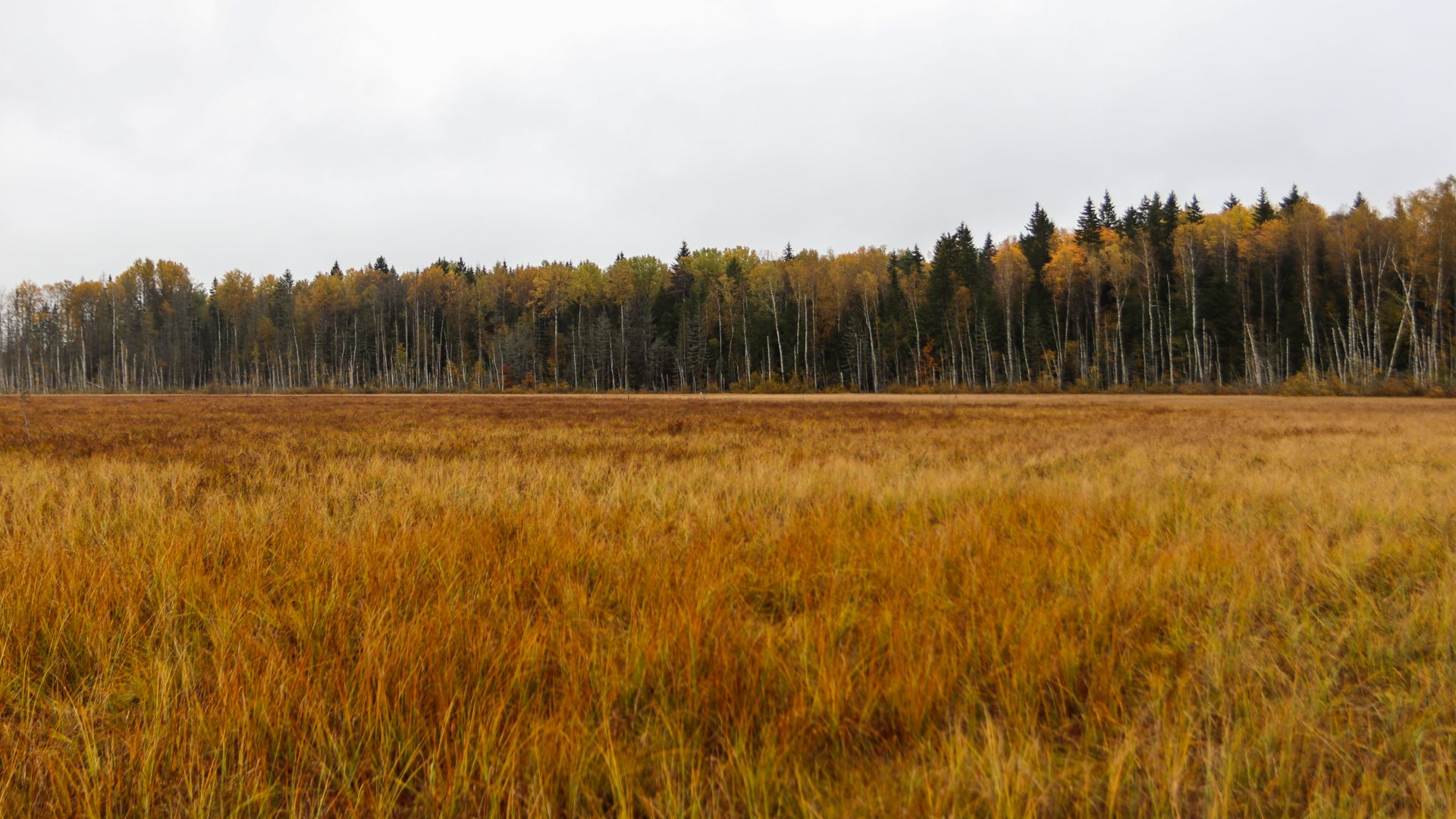 Памятник природы «Болото Агафьинское» (ООПТ)