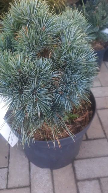 ❤🌲Сосна кедровая корейская Блю Болл
✔Продажа растений в телеграм канале:
https://t.me/love_is_hvoi