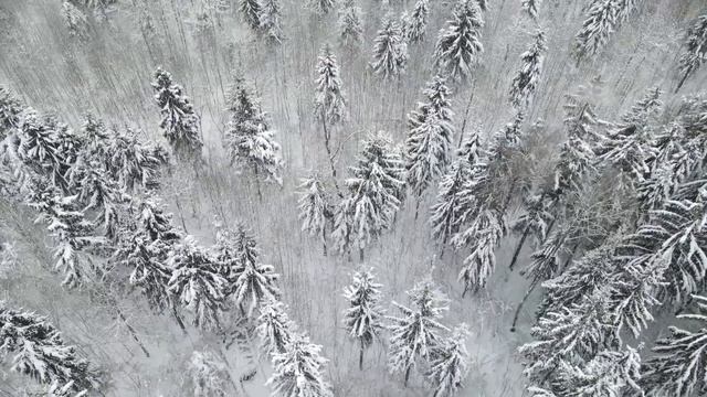 Метель в лесу.