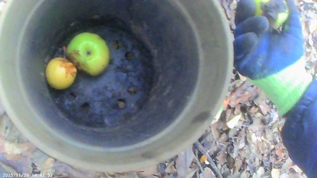 Обзор: сбор яблок в саду поздней осенью