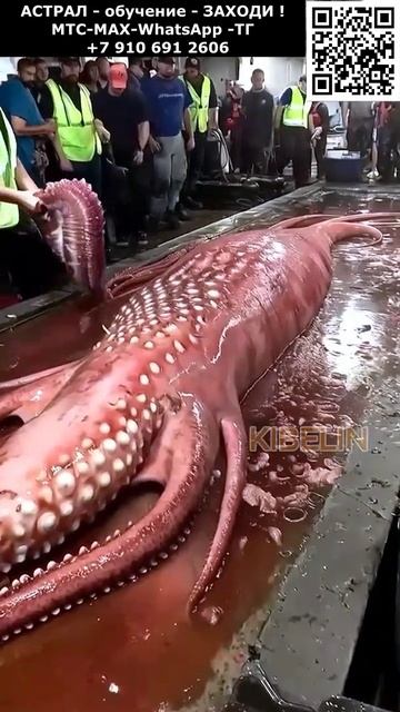 Удачная рыбалка на морских монстров. Невероятное #рыбалка #морские #монстры #невероятное #чудо