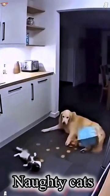 Cats Being Absolutely Hilarious funny cat [get.gt]