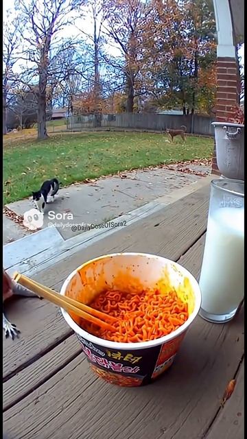 Хорошее настроение с Веселыми Лапками :)