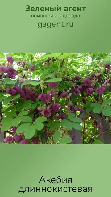 Акебия длиннокистевая