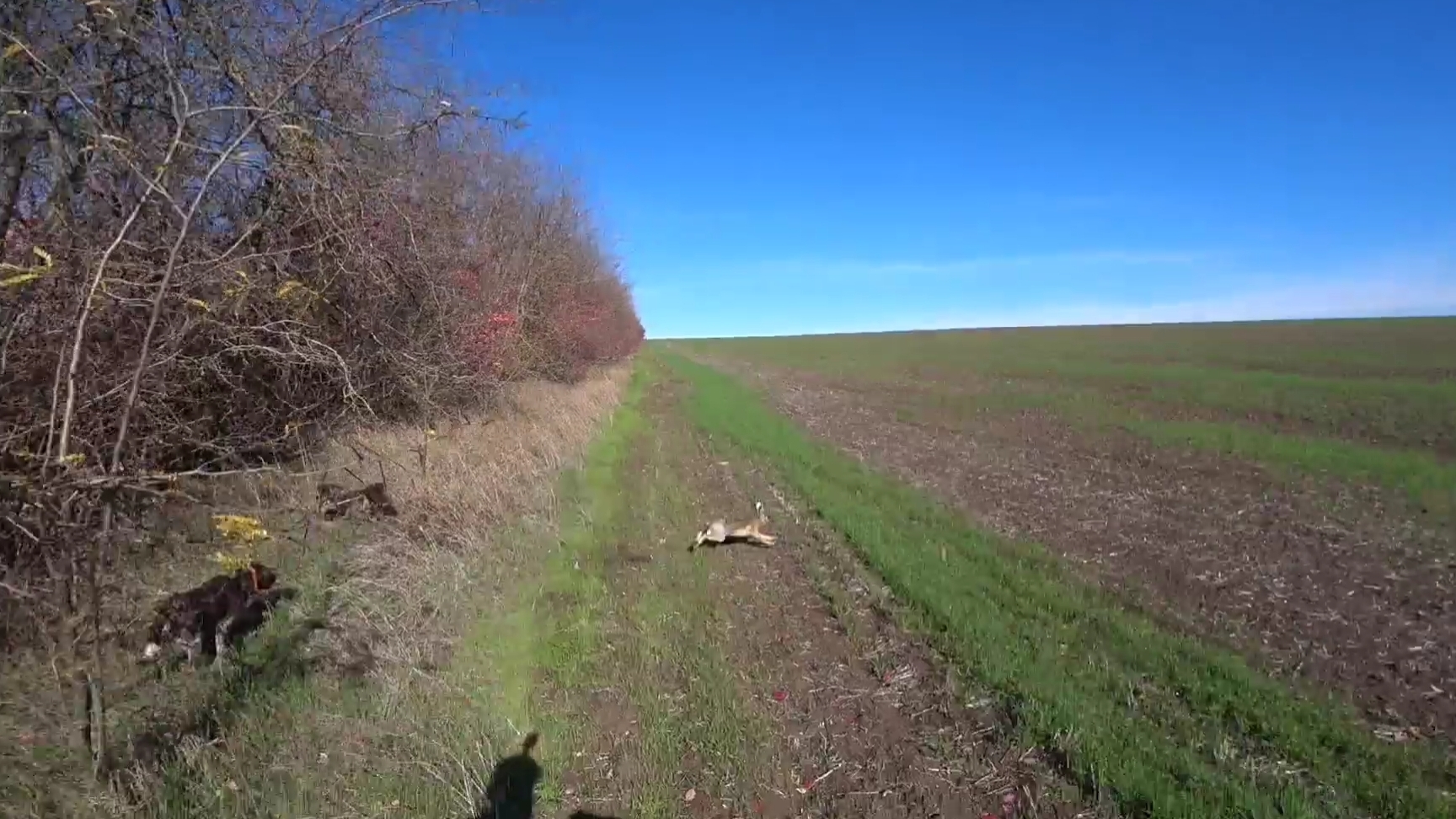 Охота по зайцу. Отличная работа! Комета и Гюрза. Зайчатницы в деле!