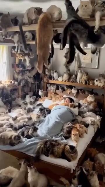 Дом из котиков