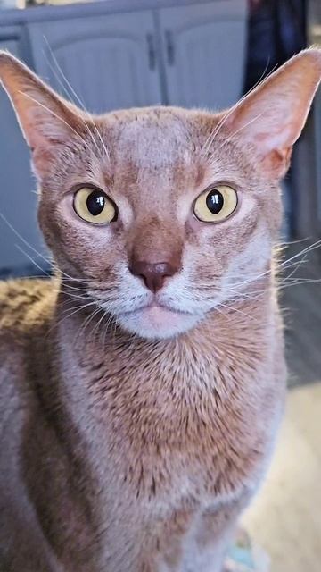 Когда меня начнут кормить хорошо?