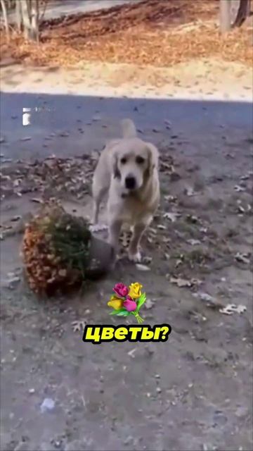 Эмерсон, ты принес цветы? Забавная реакция кота