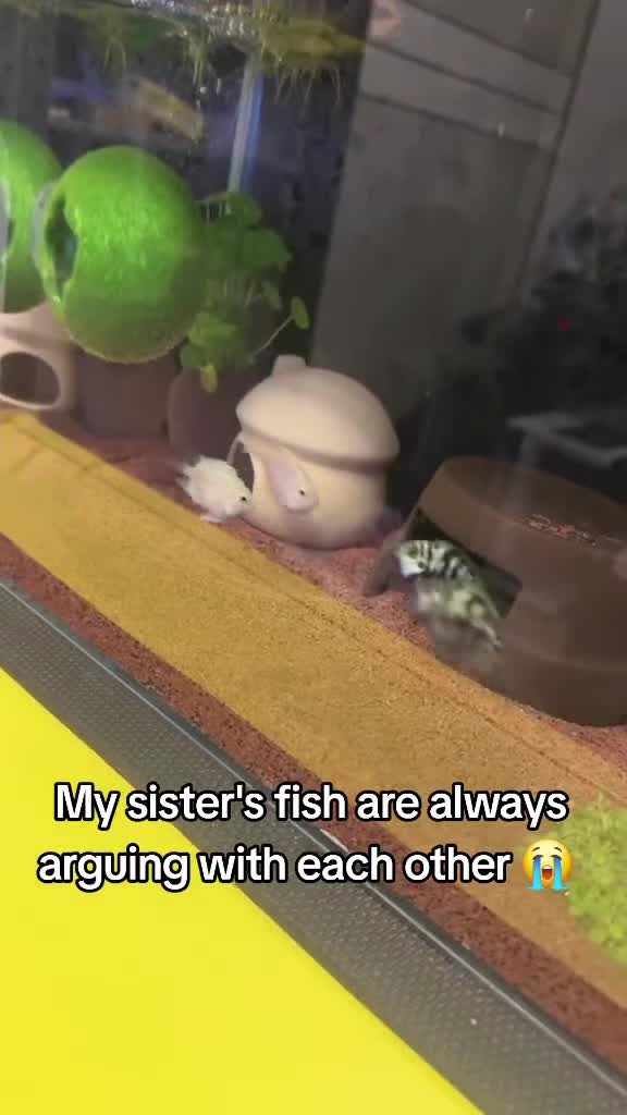 #животные #Милые #видео