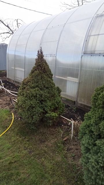 26 ноября в теплице #теплица #дача #садоводничество #огород #уходзатеплицей #осень #урожай