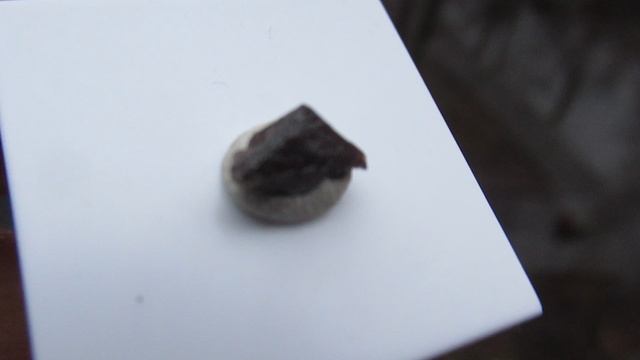 Пейнит купить