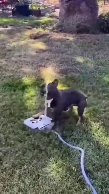 Самая экипированная собака на пляже! 🏊♂️