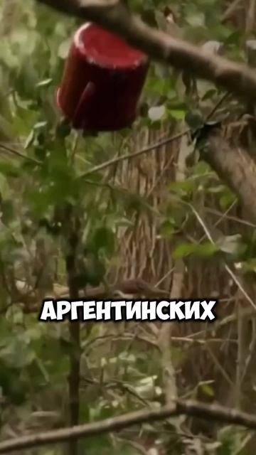 Сериал Эль Русо