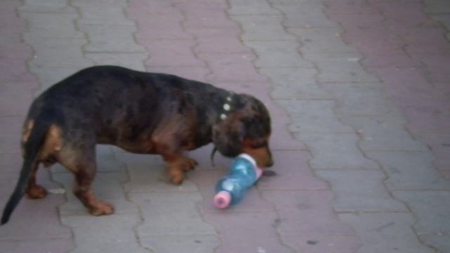 Собака играет с бутылкой