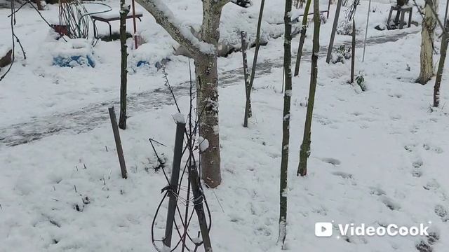 Обход нашей дачи🏡под первым снегом❄️