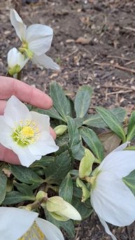 Морозники начало цветения в Ростове