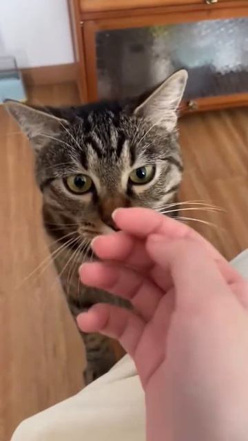 Вот бы все коты были такими