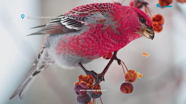 «Северные попугаи» прилетели за рябиной, мишке не спится, а белолобый гусь отдыхает в Монрепо