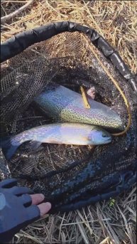 Выезд на форель, #рекомендации #2025 #top #форельнаспиннинг #форельАлматы