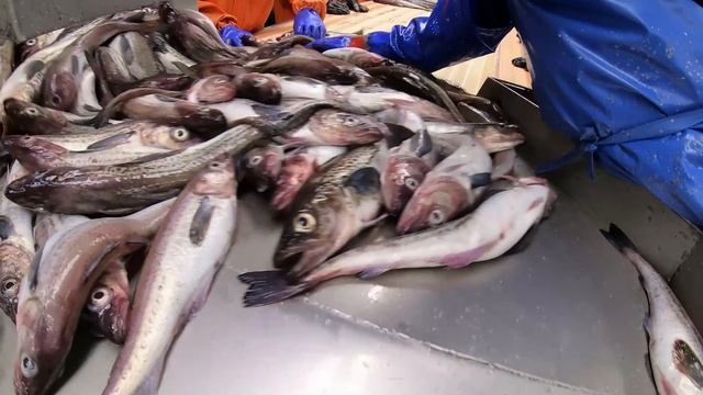 Общероссийский вылов водных биоресурсов превысил 4,3 млн тонн 🐟