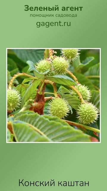 Конский каштан