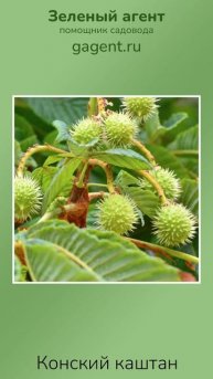Конский каштан
