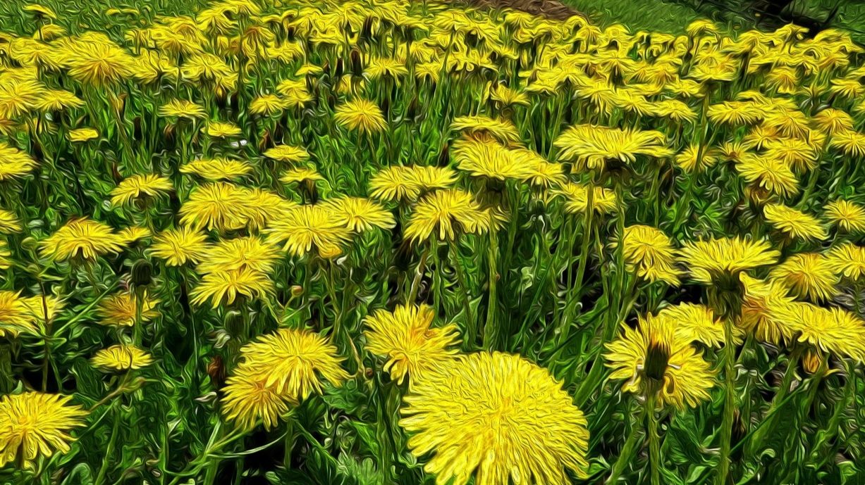 Одуванчики