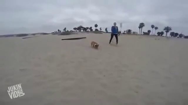 Вельш-корги - это весело!