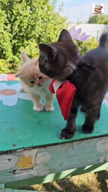 Пискунчику во сне приснилась Добрая и Ласковая Евгения Колганова 🌜❤️😻