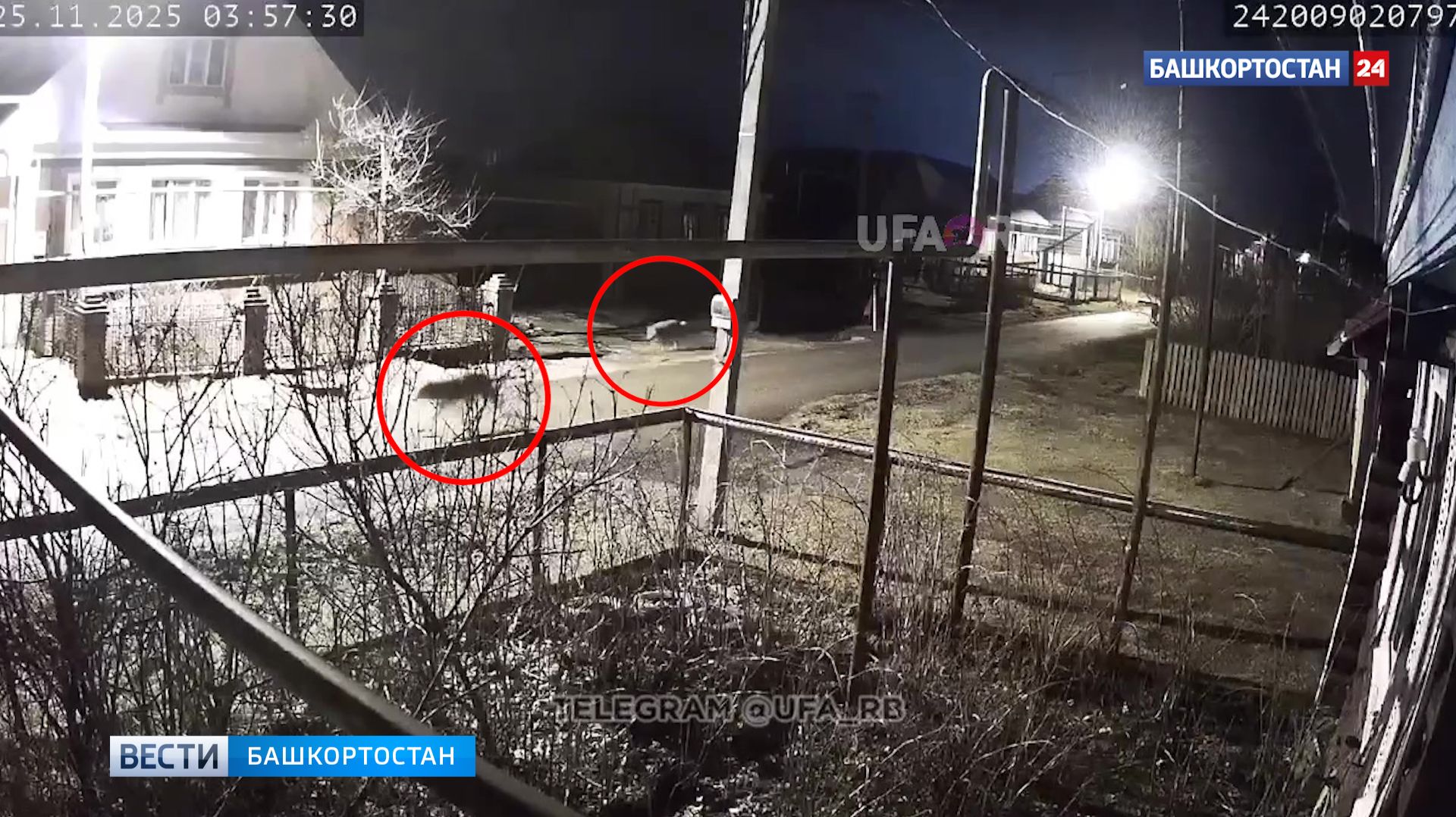 Съели почти всех собак: волки разгуливают по улицам Межгорья в Башкирии