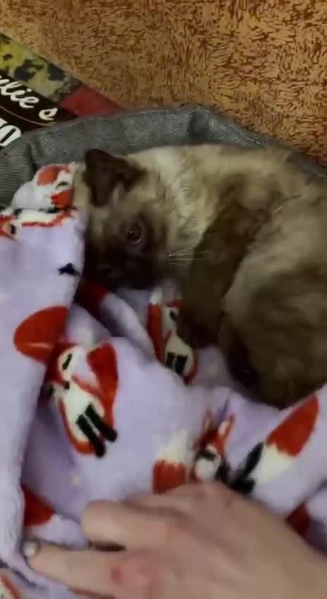 #фанфакты #ilovecats #кошки #котопозитив #глупыеприкалы #catbed #весело #видеоприколы