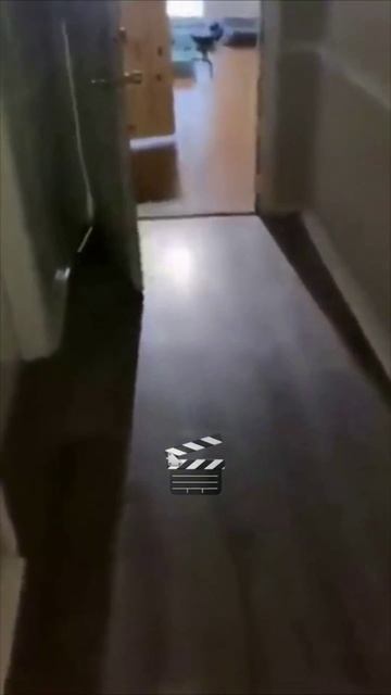 Щенки в деле и нежный дуэт кота с малышом