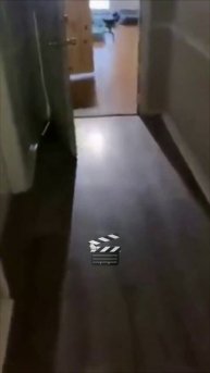 Щенки в деле и нежный дуэт кота с малышом