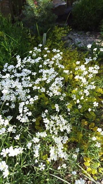 Почвопокровники Ясколка, Вербейник монетчатый  Монетка  в нашем саду