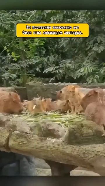 Котик и капибары 😉😻😘😍☺️