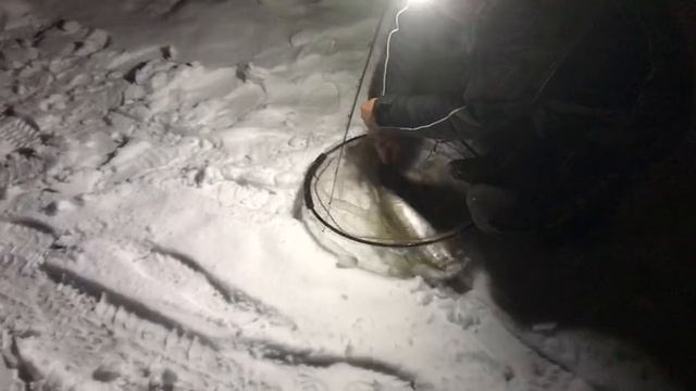 поимка форели на силикон