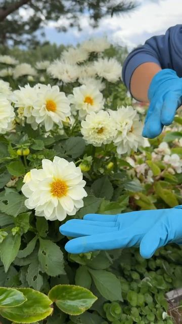 ГЕОРГИНА ФИГАРО НИЗКОРОСЛАЯ МАХРОВАЯ