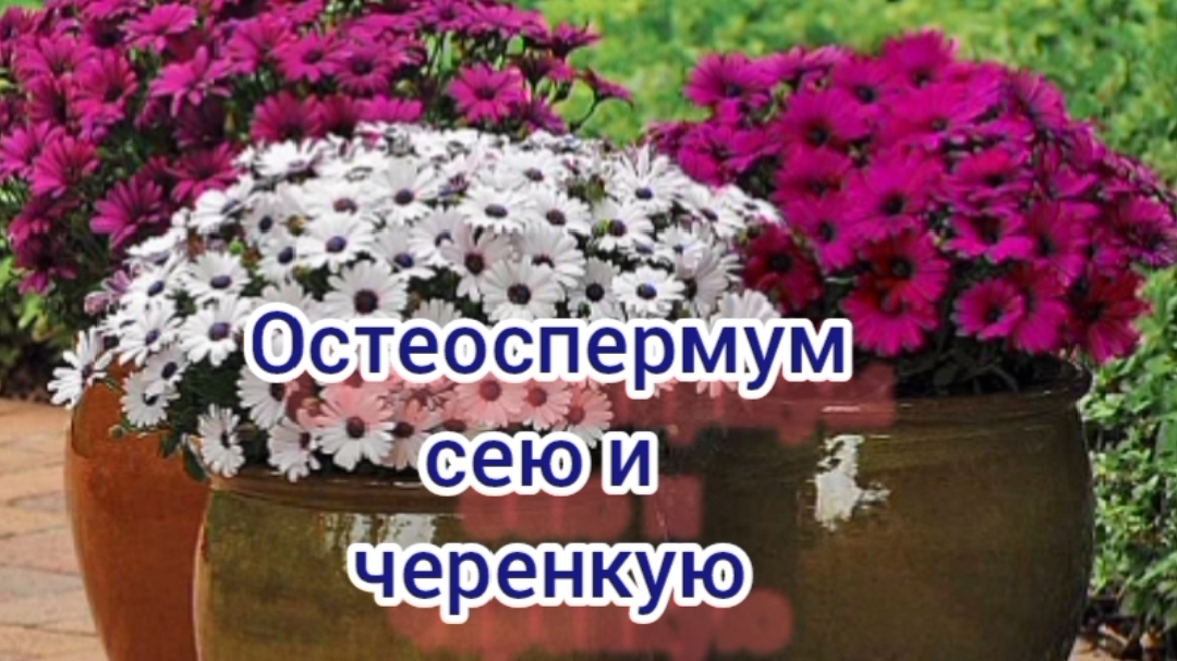 Остеоспермум .Посев семян и черенкование.