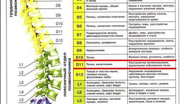 Лечение почек