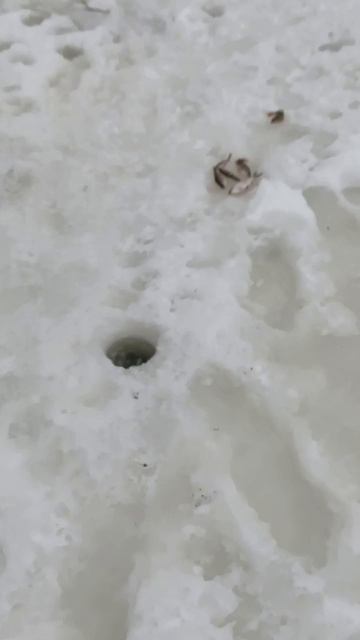 ОКУНЬ СО ЛЬДА 🎣