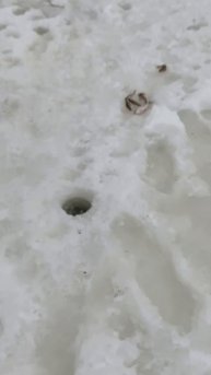 ОКУНЬ СО ЛЬДА 🎣