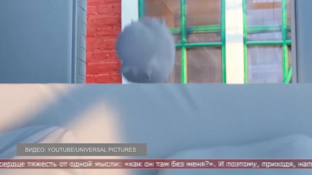 26.11.2025 Интересные факты. Ошибки хозяев собак