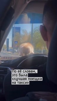 Такси с пушистым пассажиром