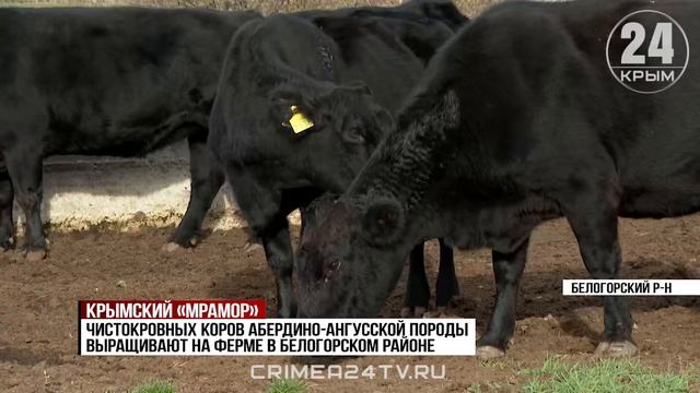 Как в Крыму выращивают животных для получения мяса премиум-сегмента