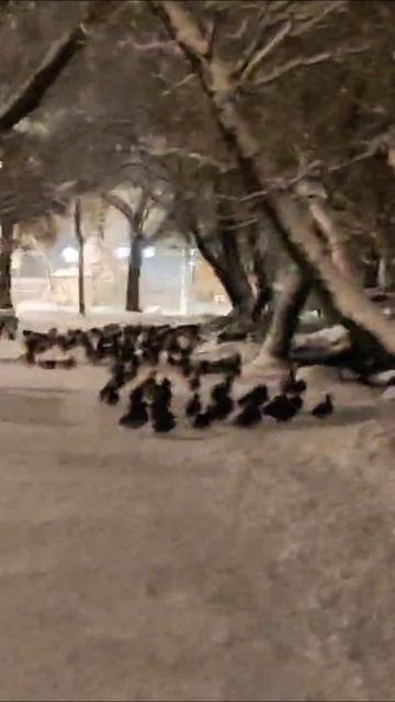 ПЕТЕРГОФ. ОЛЬГИНСКИЙ ПРУД