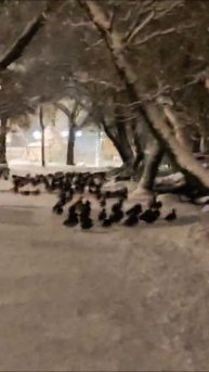 ПЕТЕРГОФ. ОЛЬГИНСКИЙ ПРУД