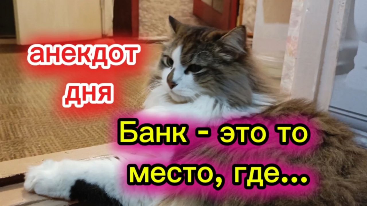 Кошки с озвучкой. Анекдот дня.